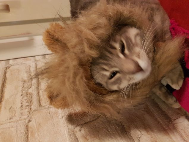 Non svegliare il leone che è in me...