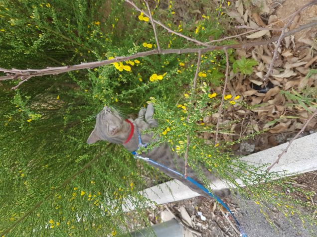 Buon profumo questi fiori...