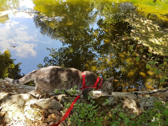 Le fontane di Villa lante 