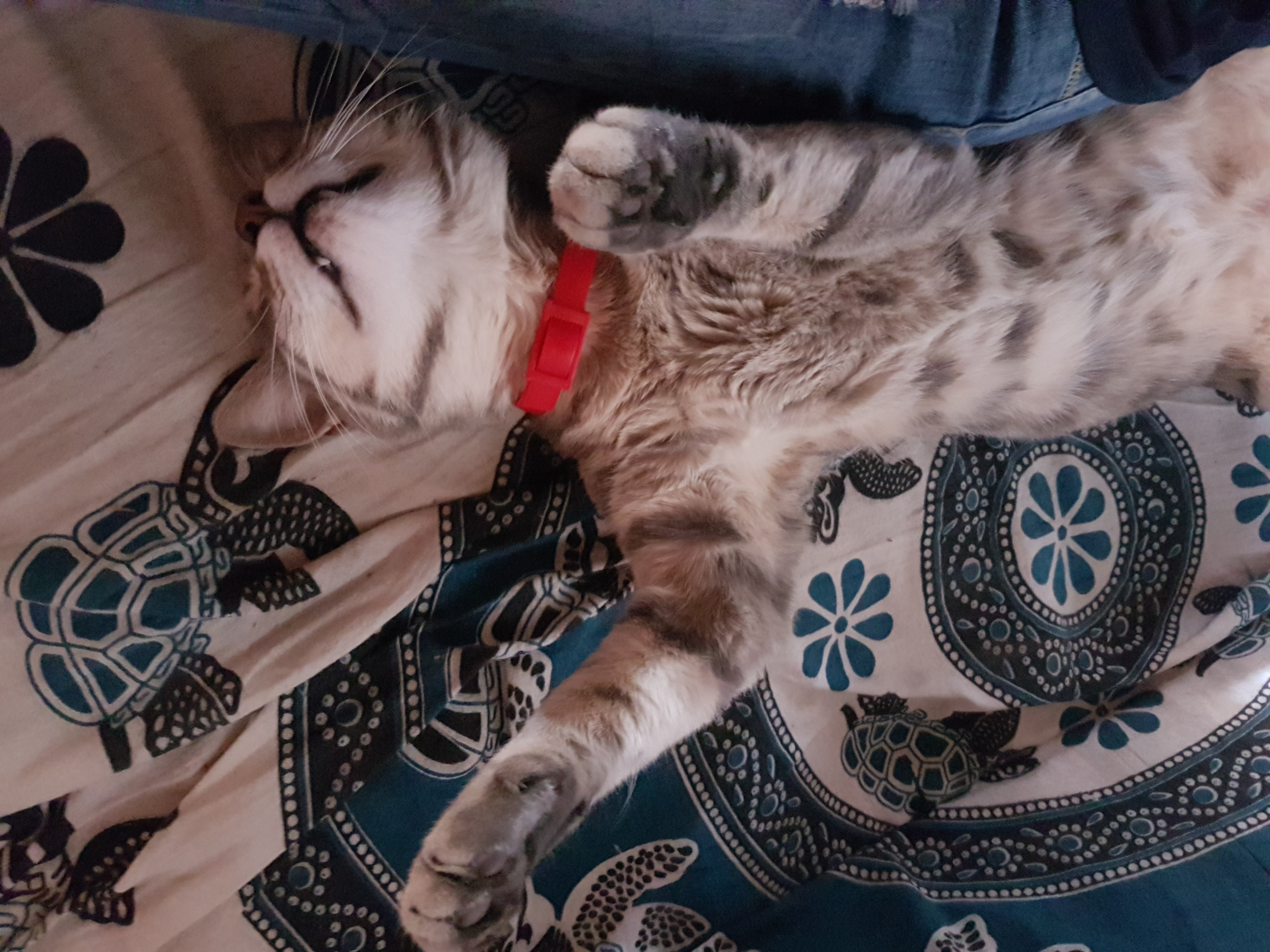 Mani in alto... sto dormendo Petpassion