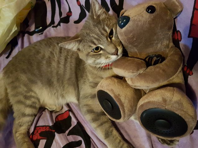 Un peluche che esce musica... no...nn m piace