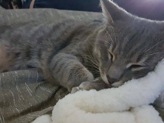 Testare la nuova soffice coperta 