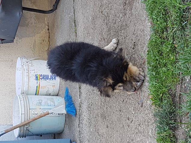 Rotaggio denti... viaaaa