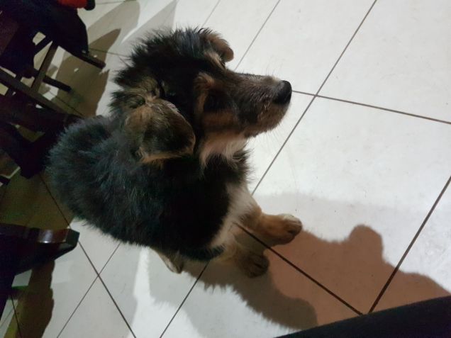 Sono un vero birichino