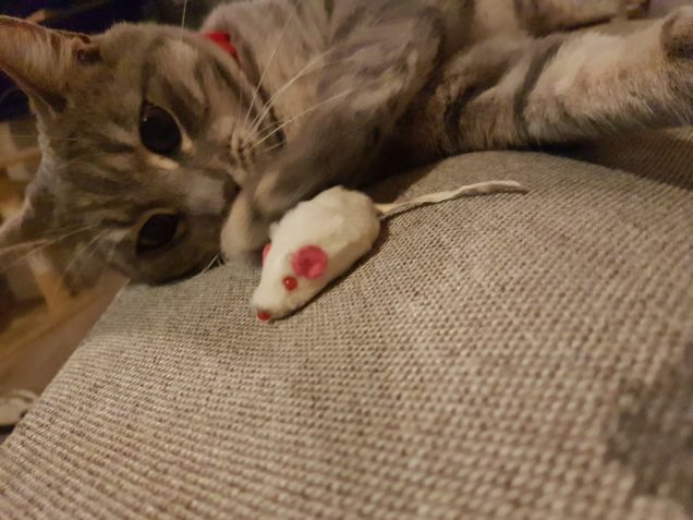 Non ti faccio male...daiii