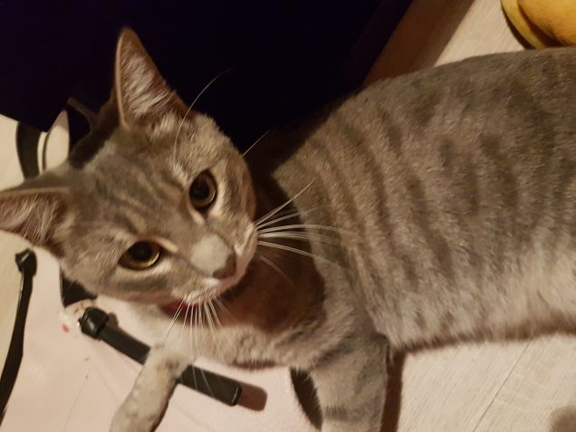 Non scherzare... topolino dv sei..