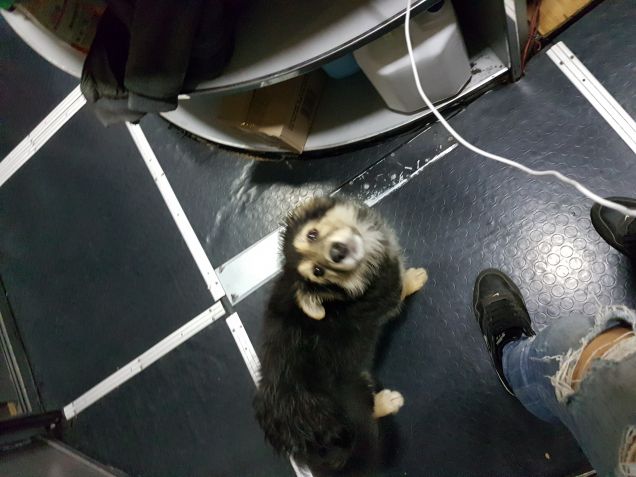 Da grande faccio il bardog 