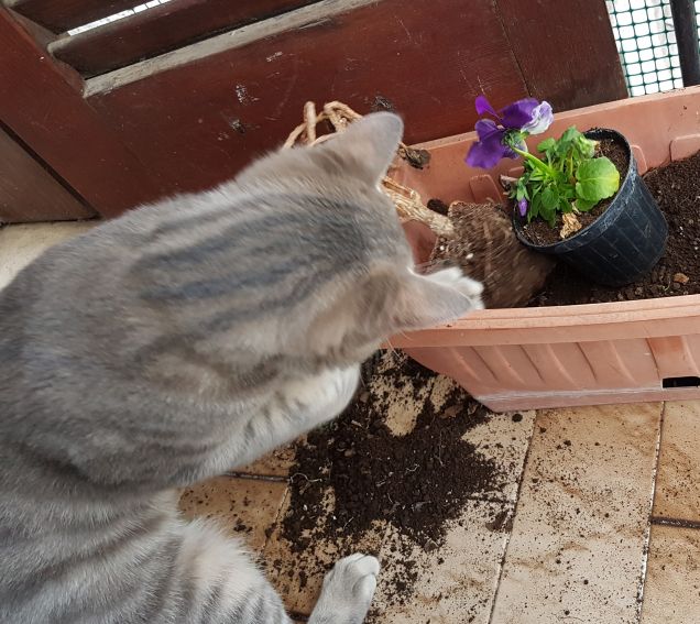 Giardinaggio ihihi...