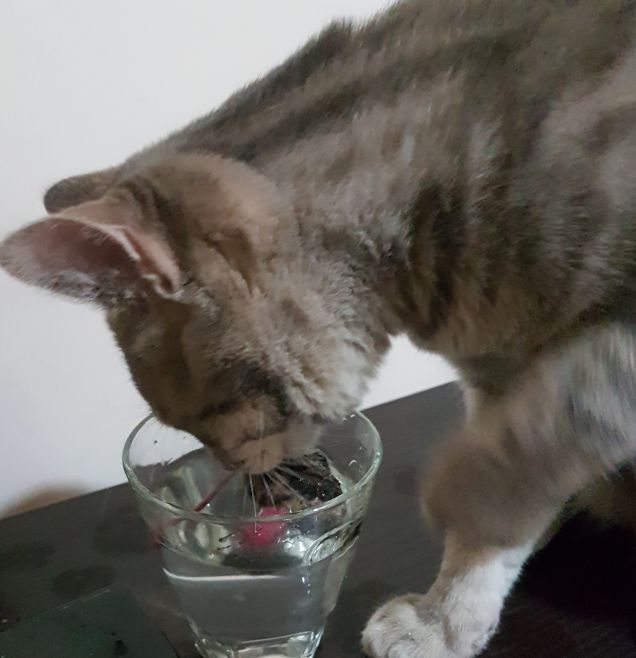 Ops...il topo ne ll acqua