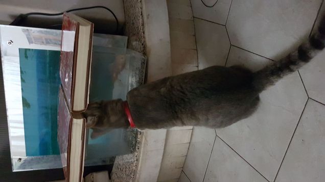 Prima o poi ti prendo