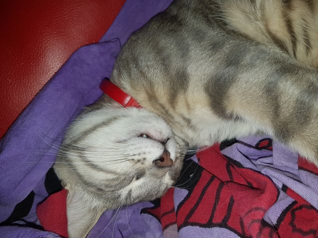 Che sonnoo