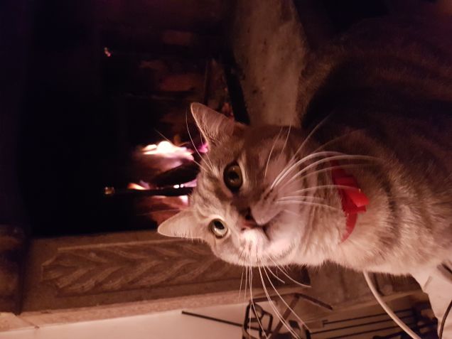 Il mio  amore... LOCO Leo 