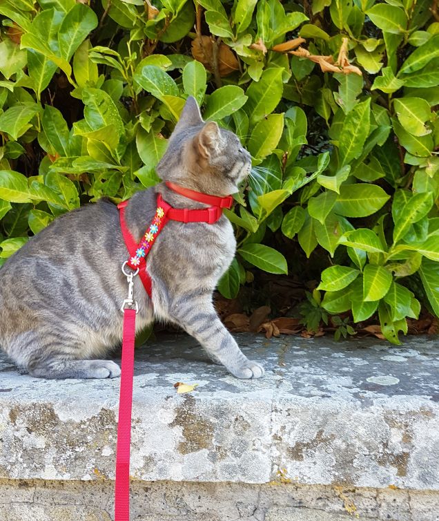 Passeggiata mattutina..