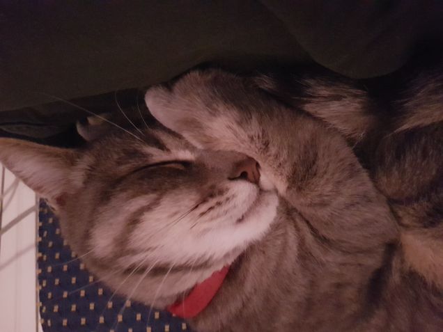 Notte nottinaaa amici