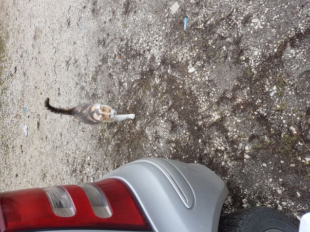 Finito il lavoro.... corro da lei... e i suoi piccoli