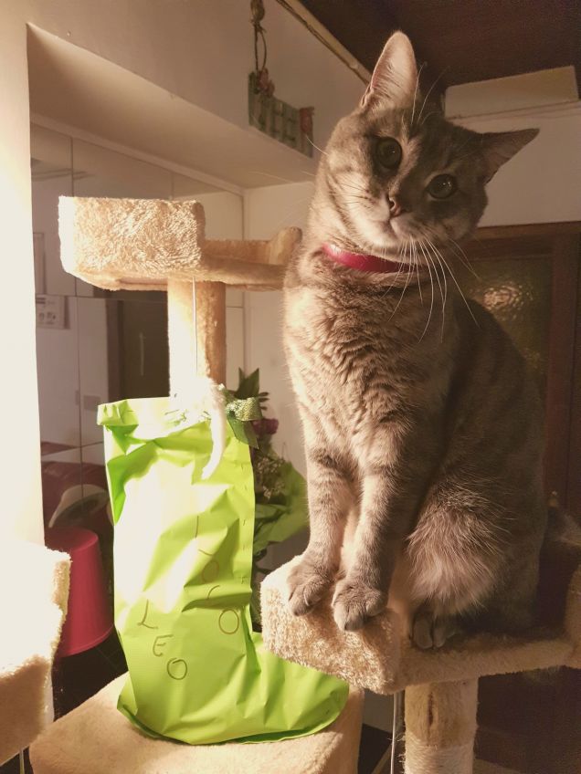 La gatta befana mi ha fatto visita..