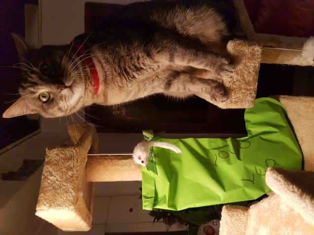 Niente carbone per loco 