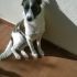 Adozione simil border collie FREDDY