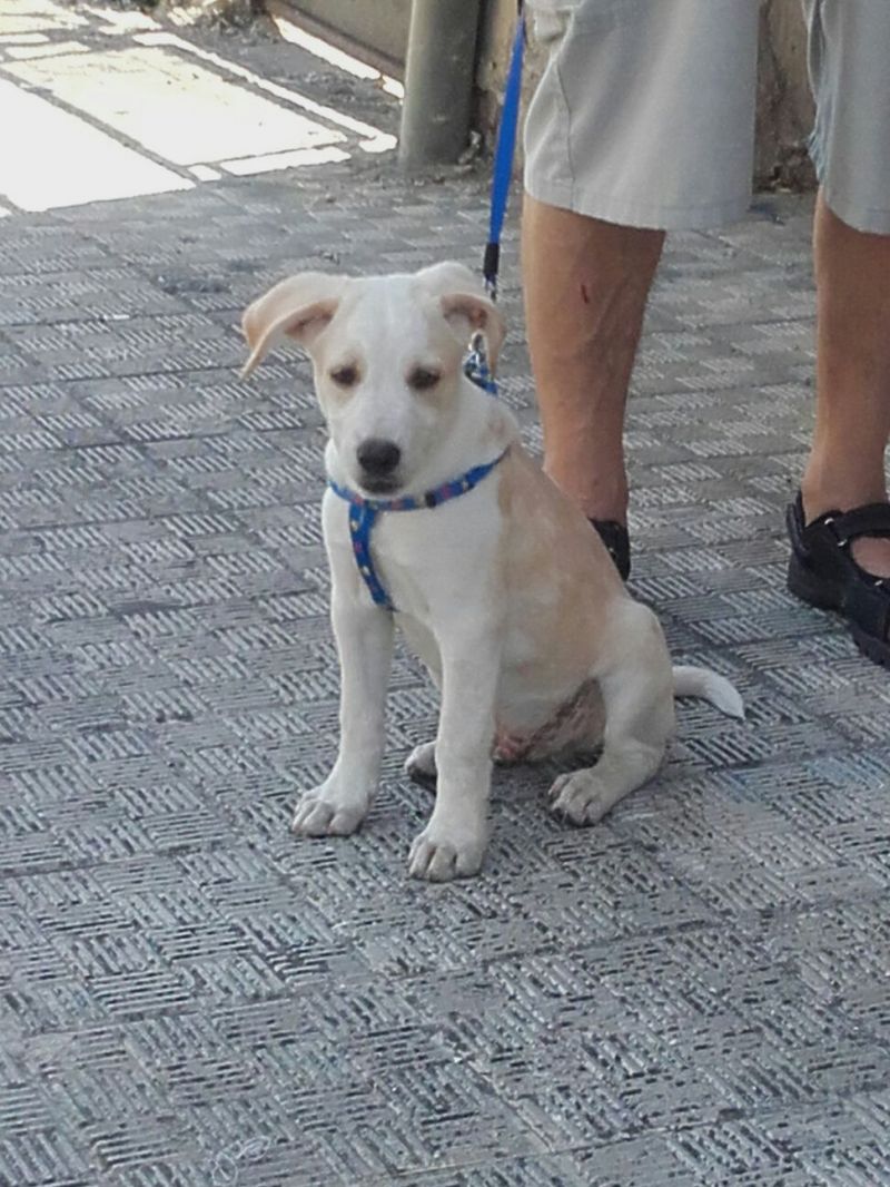 Adozione cucciolo simil labrador SBIRULINO