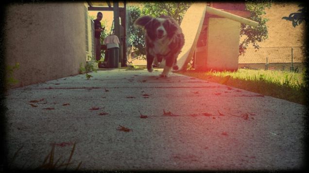 Curre curre guagliò