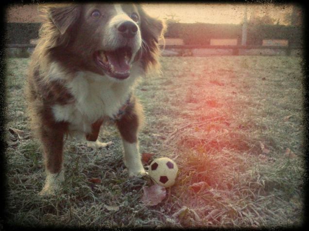 Hey lancia sta palla