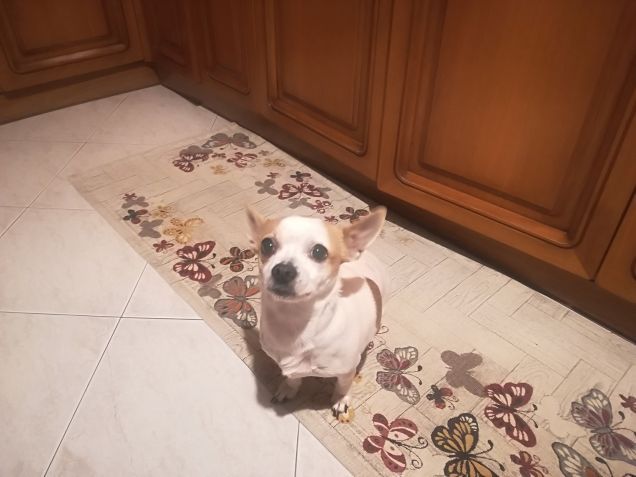 Sophie aspetta di mettersi a tavola per il cenone