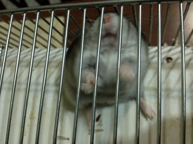 Bafalo aspetta il cibo!