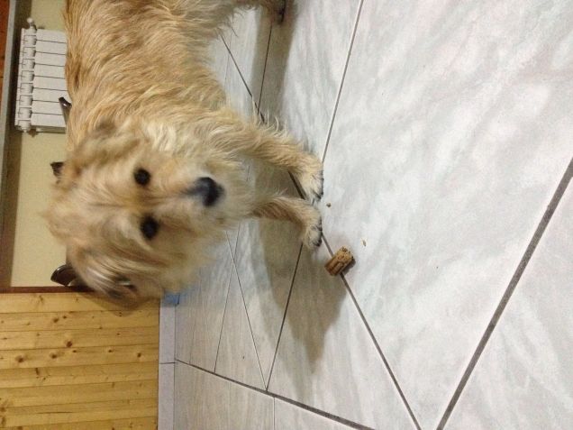 Chanel è il dentastic 