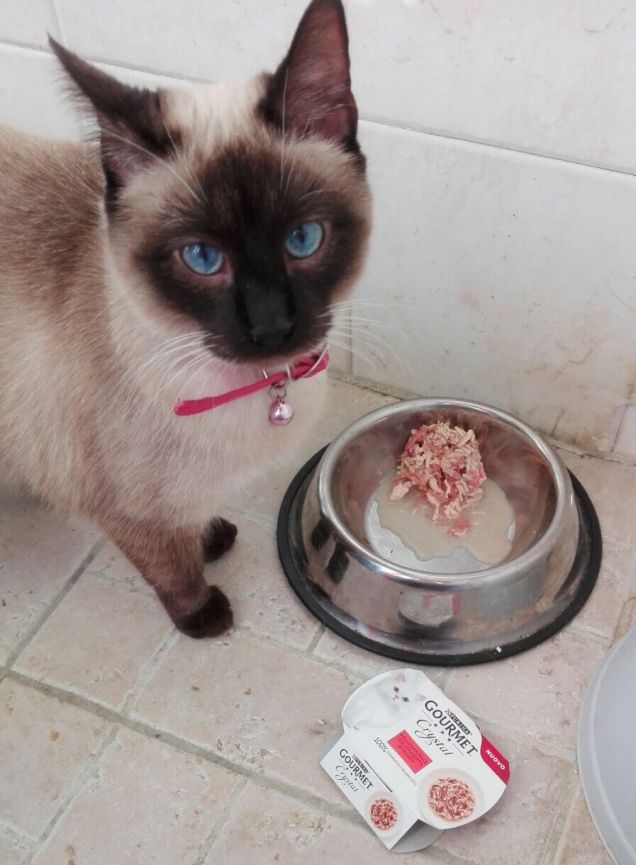 Delice annusa ma non mangia!