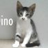 DINO, gattino stupendo