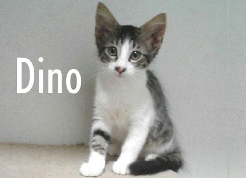 DINO, gattino stupendo