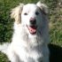 CHECCO giovane incrocio Golden Retriever