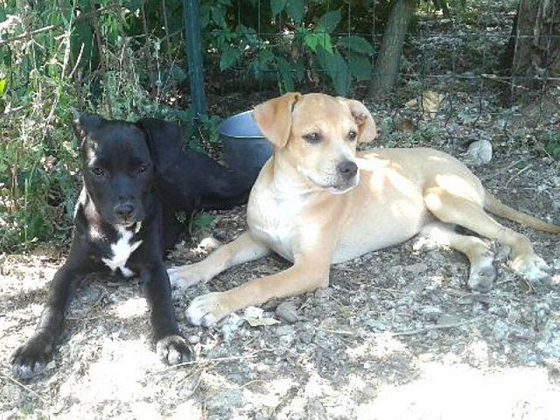 DESY E DAIKA, cucciole giocherellone