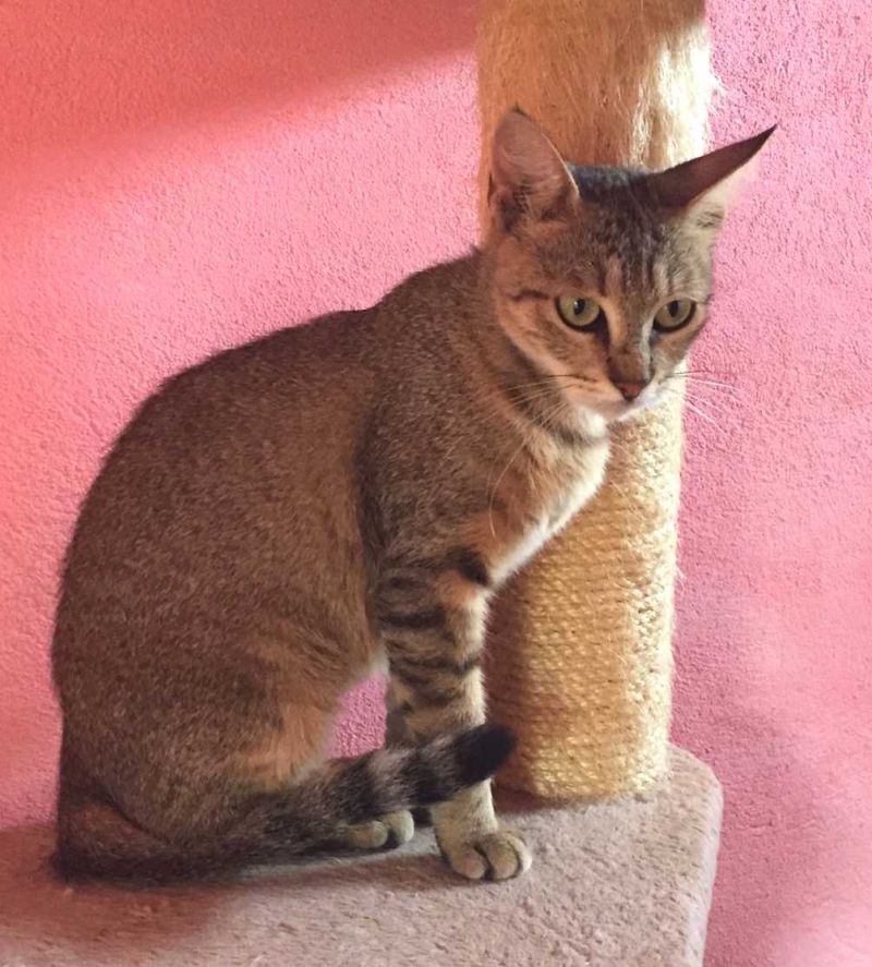 DELIA, gattina bellissima attende adozione