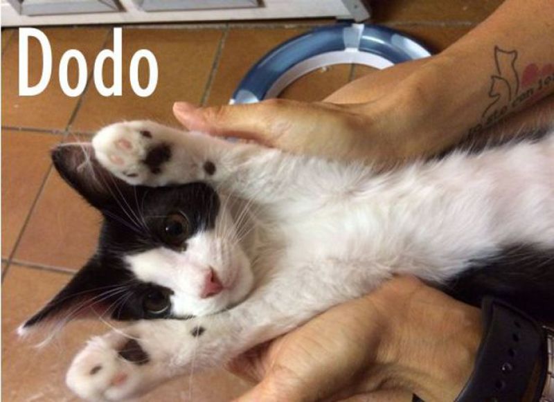 DODO, gattino affettuosissimo attende adozione