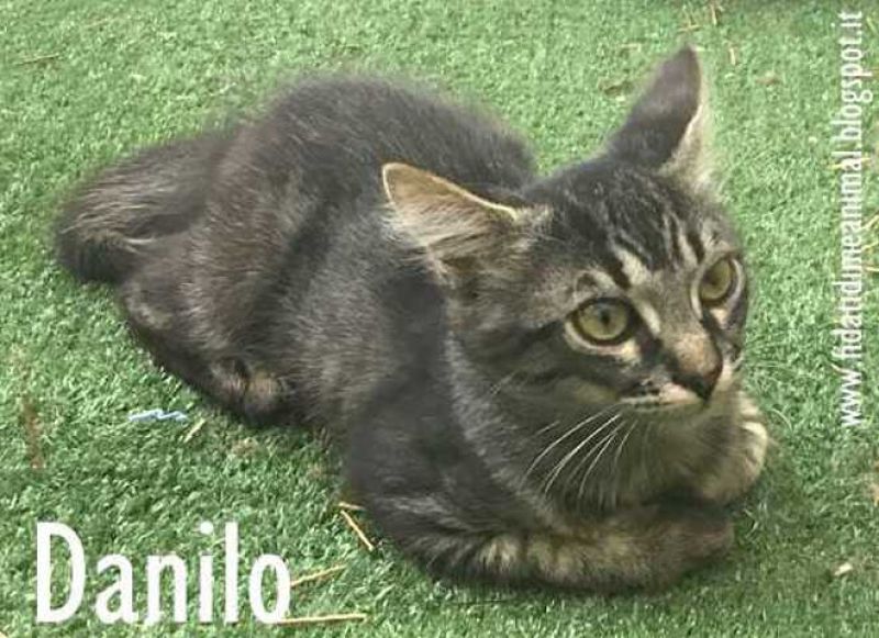 DANILO, gattino bellissimo attende adozione