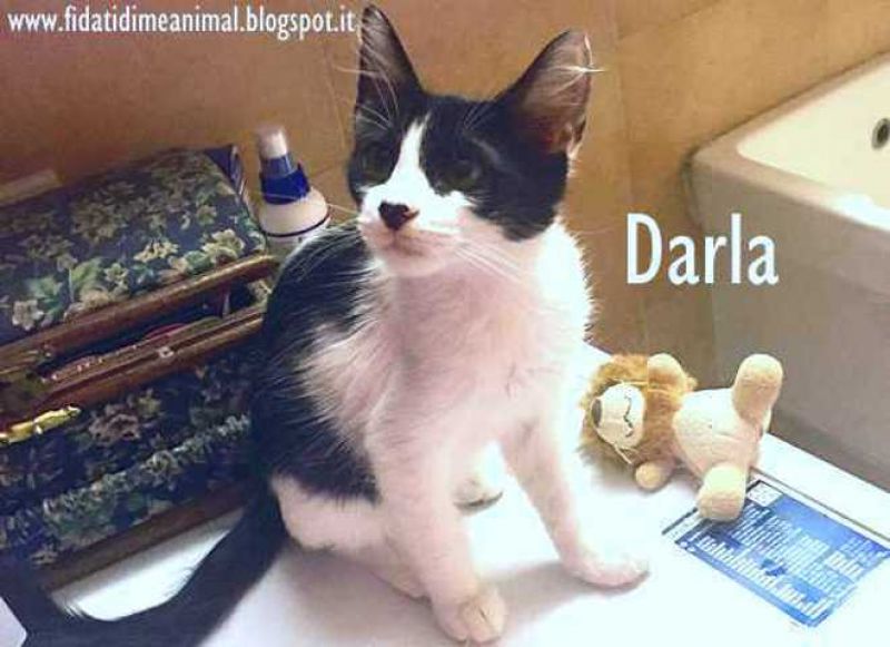 DARLA, gattina affettuosissima attende adozione