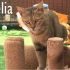 DELIA, gattina bellissima attende adozione