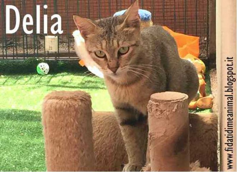 DELIA, gattina bellissima attende adozione