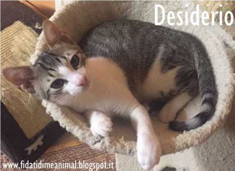 DESIDERIO, gattino bellissimo attende adozione