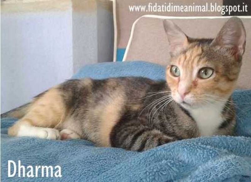 DHARMA, gattina dolcissima attende adozione