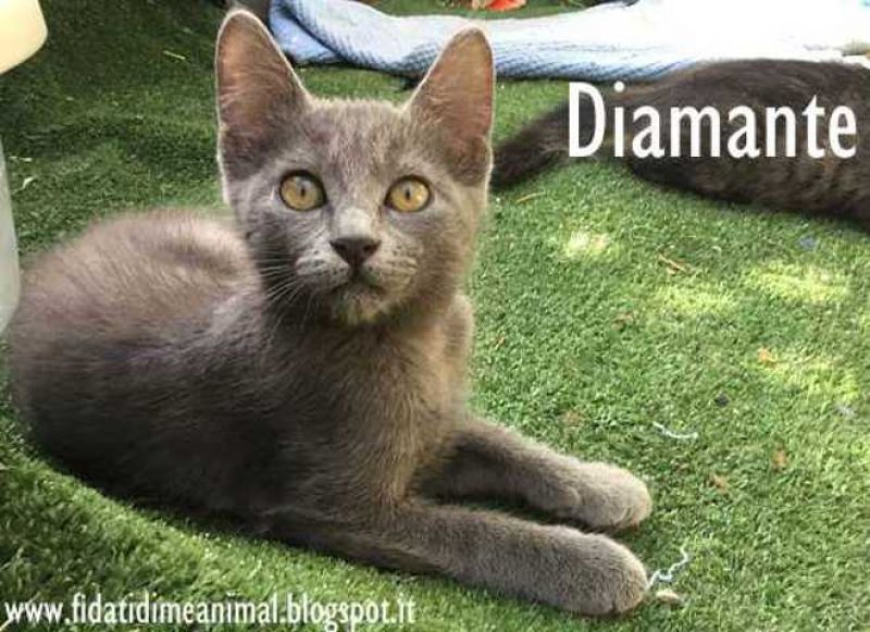 DIAMANTE, gattina meravigliosa attende adozione