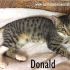 DONALD, gattino bellissimo attende adozione