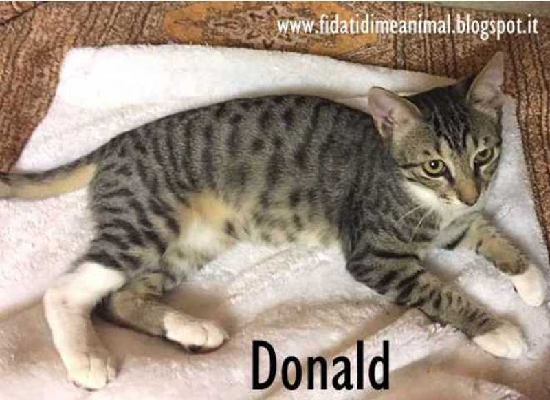 DONALD, gattino bellissimo attende adozione