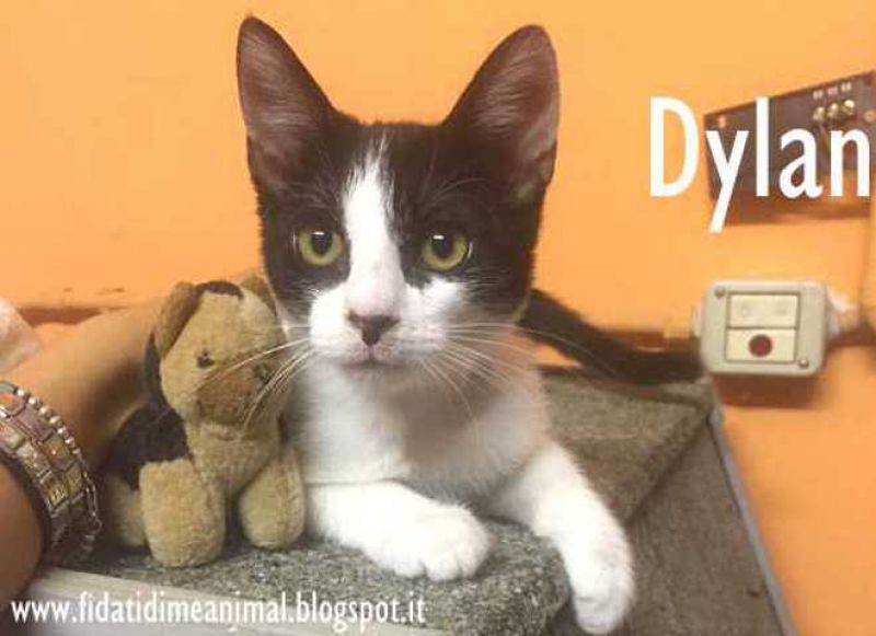 DYLAN, gattino meraviglioso attende adozione