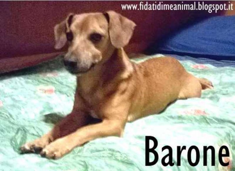BARONE, taglia piccola, affettuosissimo attende adozione