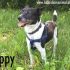 JEPPY, cagnolino vivace attende adozione!