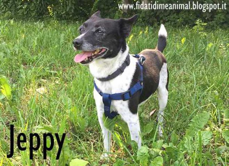 JEPPY, cagnolino vivace attende adozione!