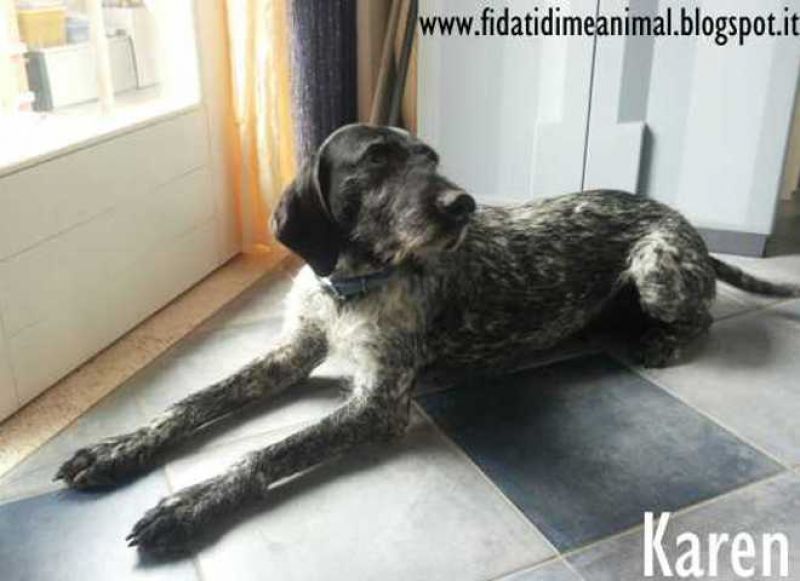 KAREN, dolcissima cagnolina attende adozione