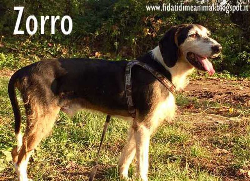 ZORRO dolcissimo, vorrebbe una famiglia